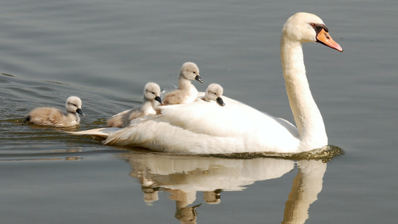 How To Turn From An Ugly Duckling Into A Swan